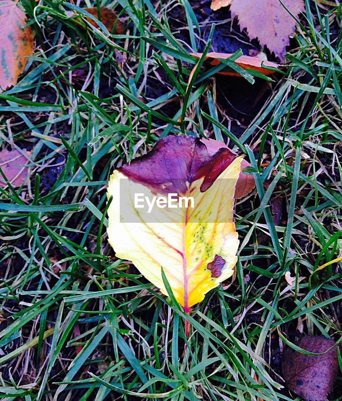 CLOSE-UP OF YELLOW LEAF ON FIELD