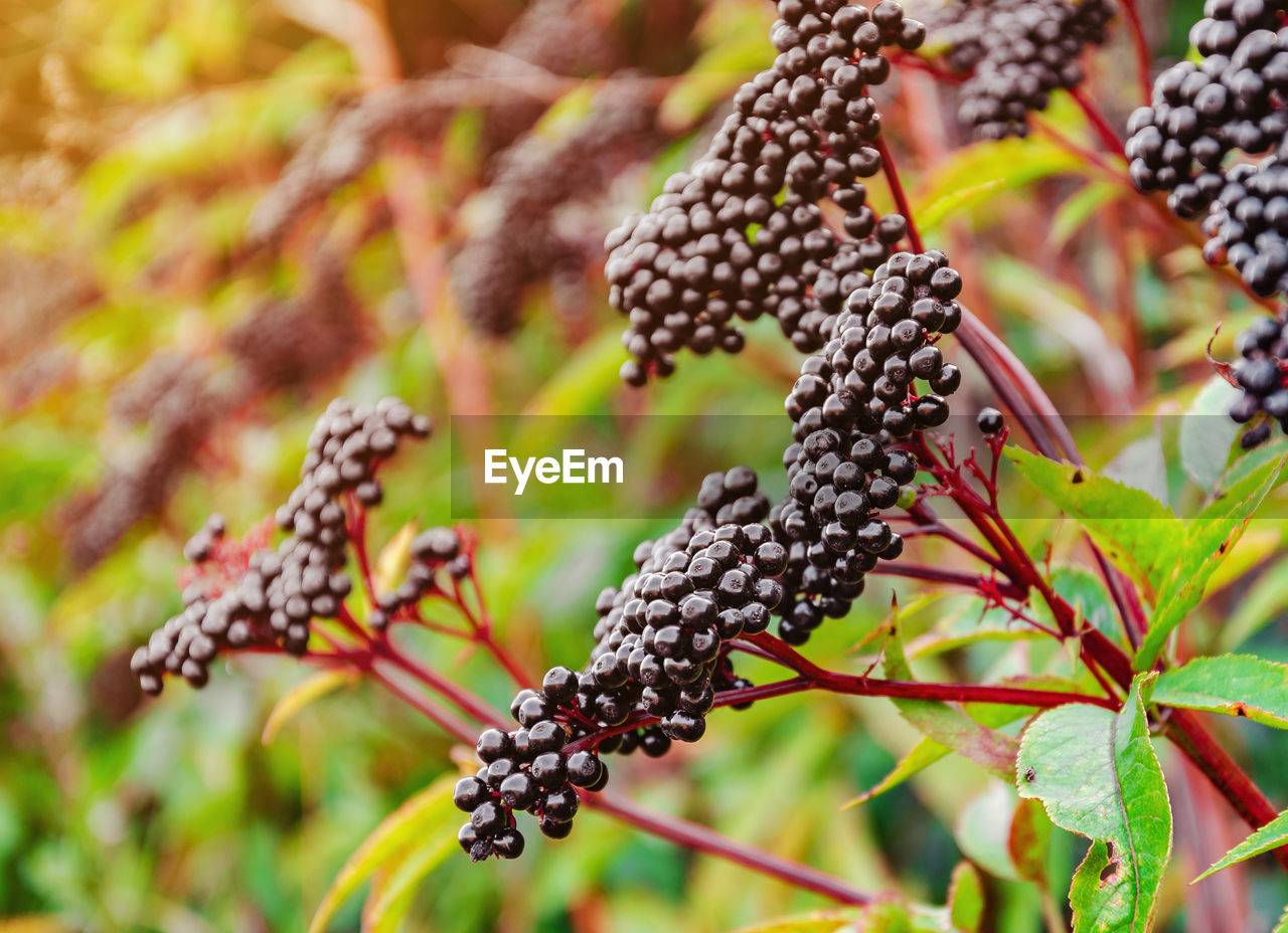 CLOSE-UP OF BERRIES ON TREE