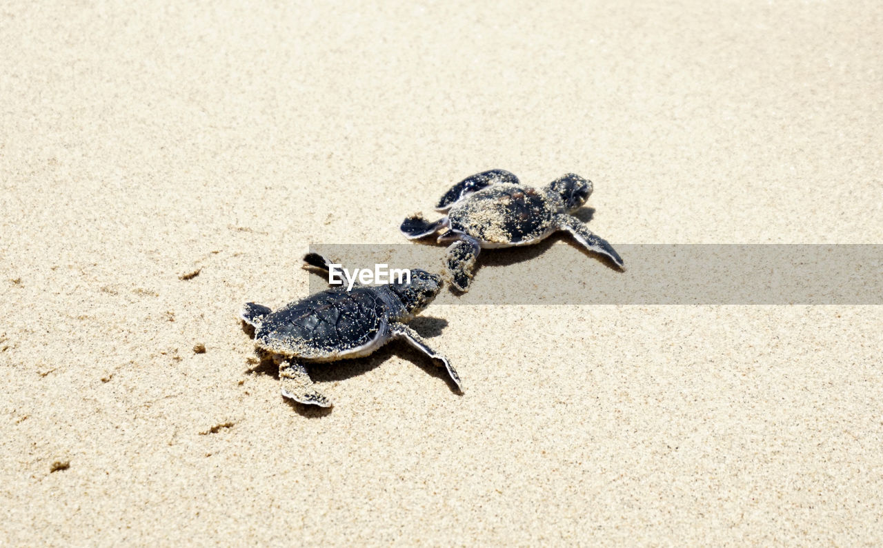 animal themes, animal, animal wildlife, sea turtle, turtle, wildlife, reptile, sand, one animal, land, beach, nature, no people, high angle view, day, outdoors, sunlight