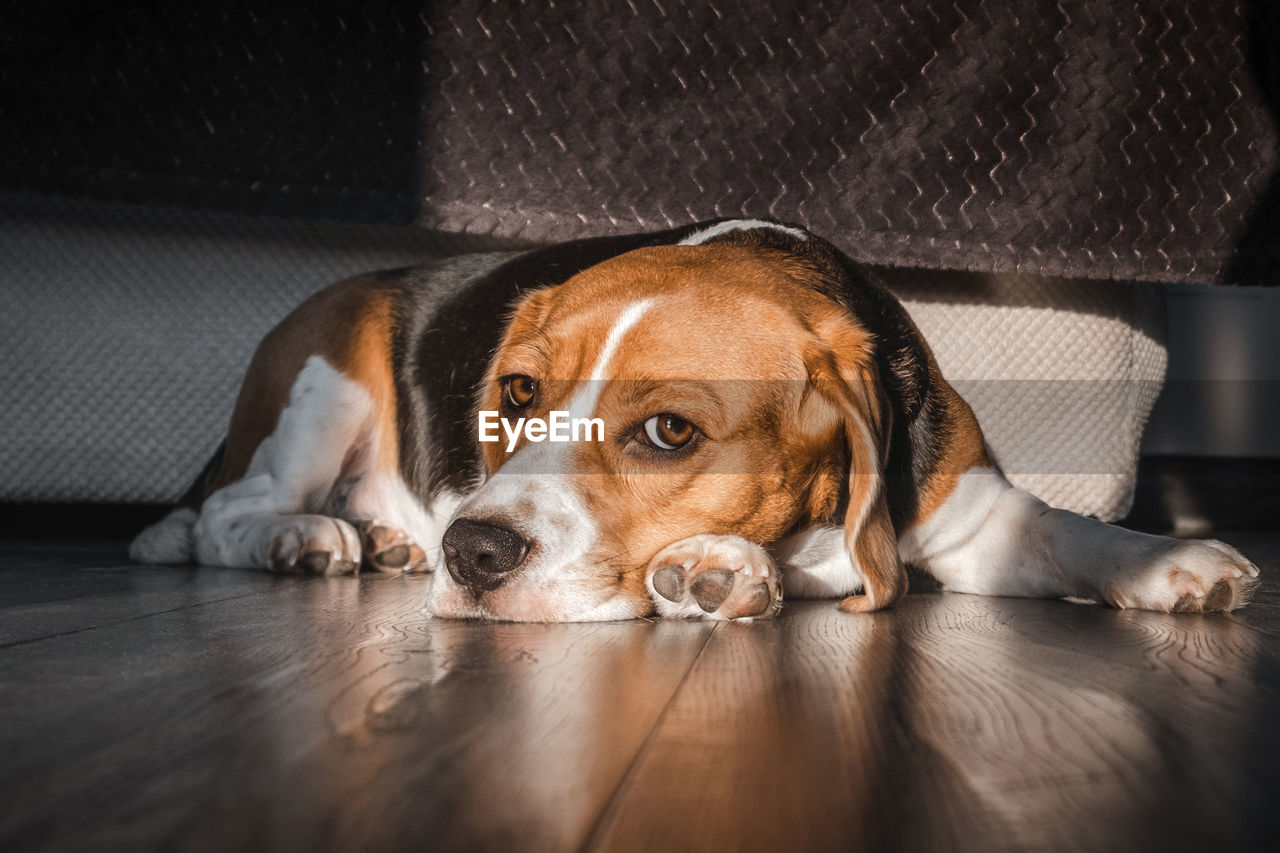 Beagle dog lies on the floor in the house, muzzle on the floor, sad, bored look