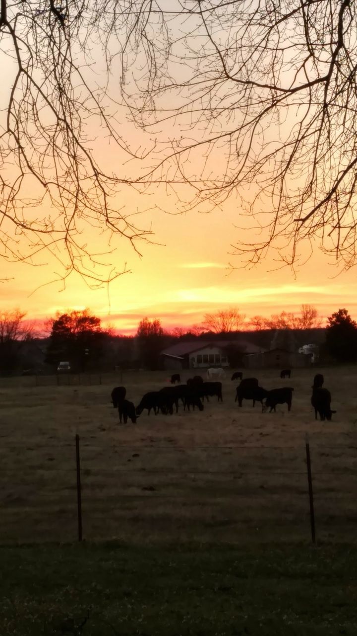 COWS GRAZING ON FIELD AGAINST SKY