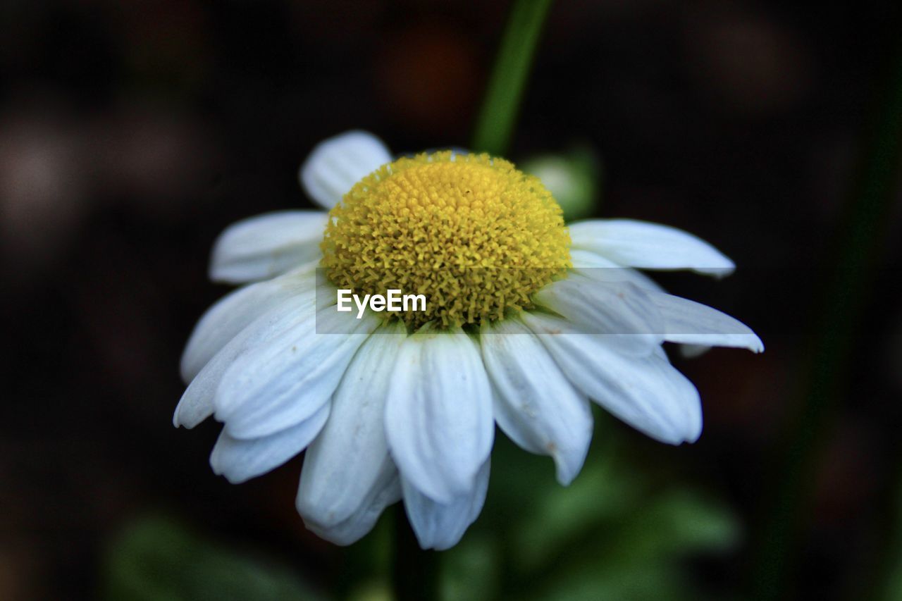 flower, flowering plant, plant, freshness, nature, daisy, beauty in nature, close-up, macro photography, fragility, flower head, petal, inflorescence, yellow, growth, white, focus on foreground, pollen, plant stem, no people, wildflower, botany, outdoors, green, blossom, springtime