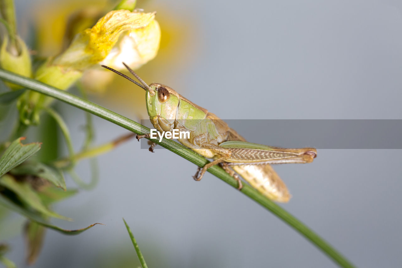 CLOSE-UP OF GRASSHOPPER