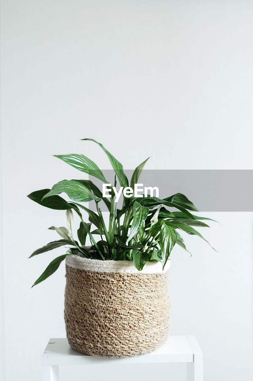 Green house plant spathiphyllum in a stylish wicker planter on a white background.