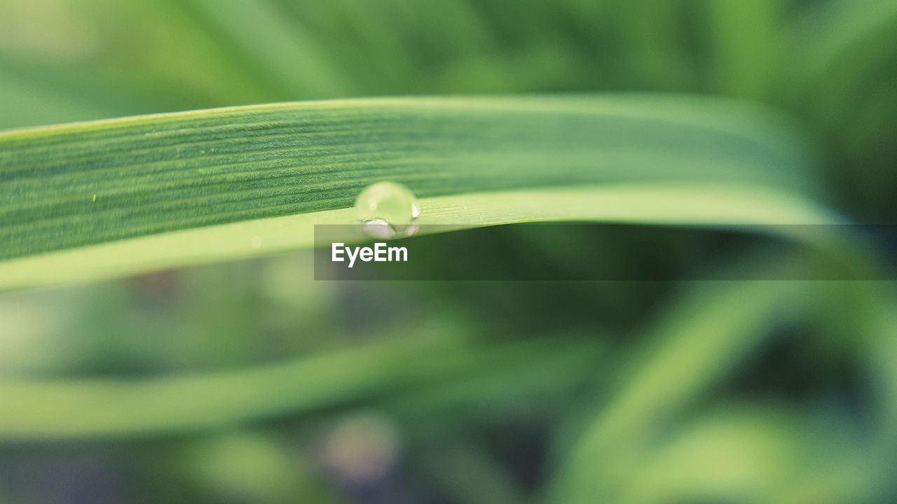 CLOSE-UP OF WATER DROPS ON PLANT