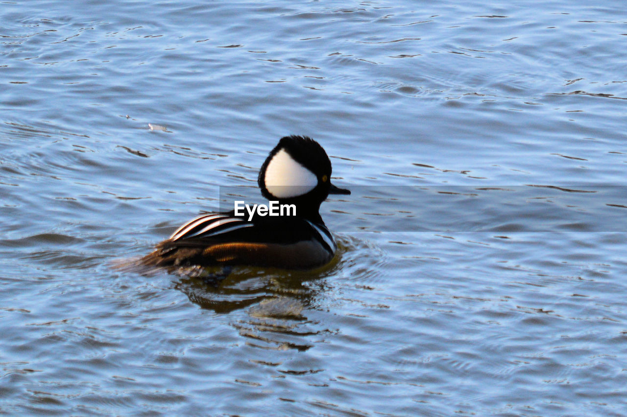 DUCK SWIMMING ON WATER