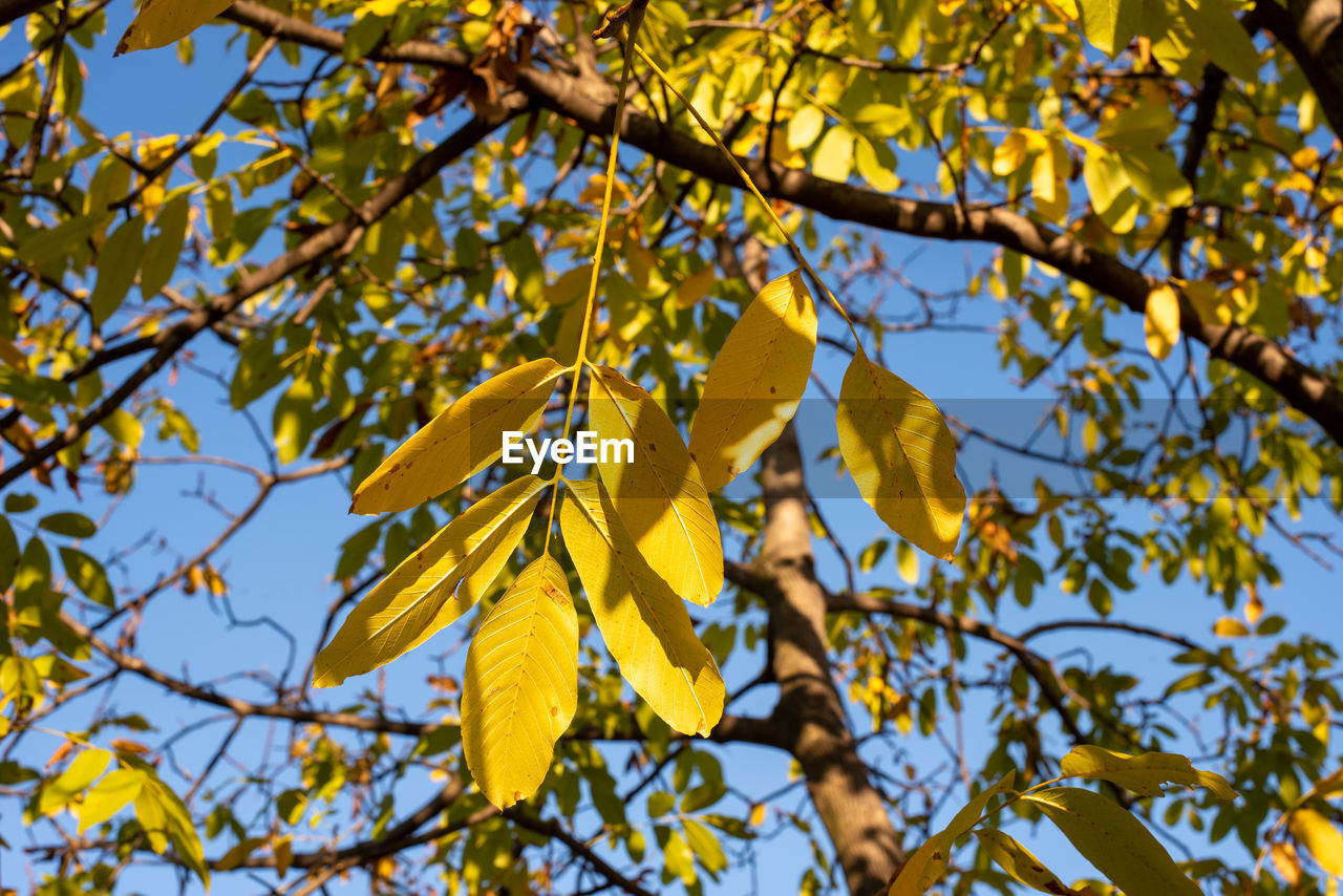 LOW ANGLE VIEW OF YELLOW FLOWERING PLANT AGAINST TREE