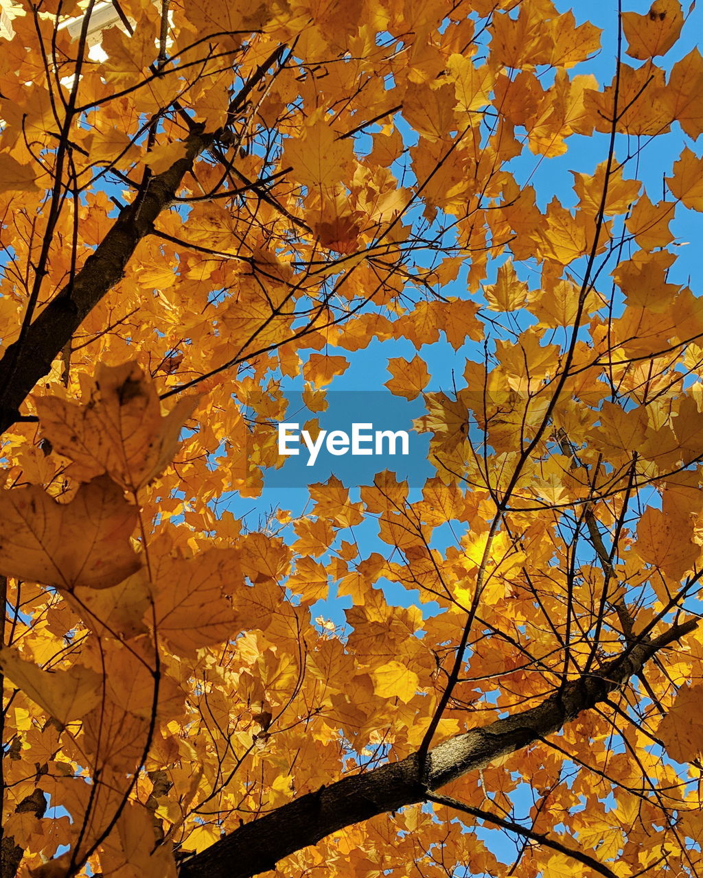 Low angle view of autumnal tree against sky