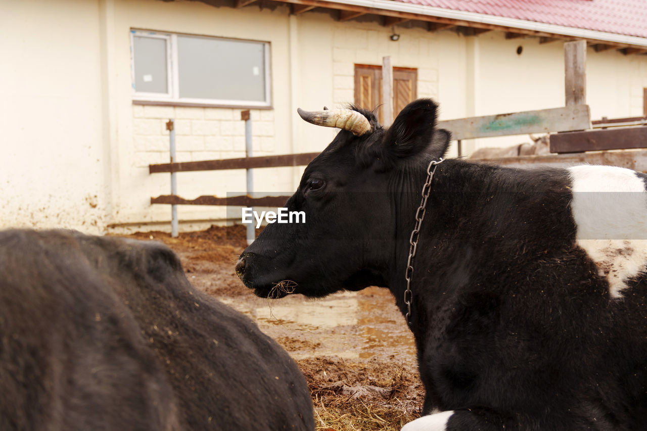 animal themes, mammal, animal, domestic animals, livestock, cattle, farm, agriculture, pet, bull, one animal, nature, agricultural building, architecture, rural scene, animal wildlife, cow, no people, built structure, dairy cow, building exterior, landscape, dairy farm, outdoors, day, barn, domestic cattle, black