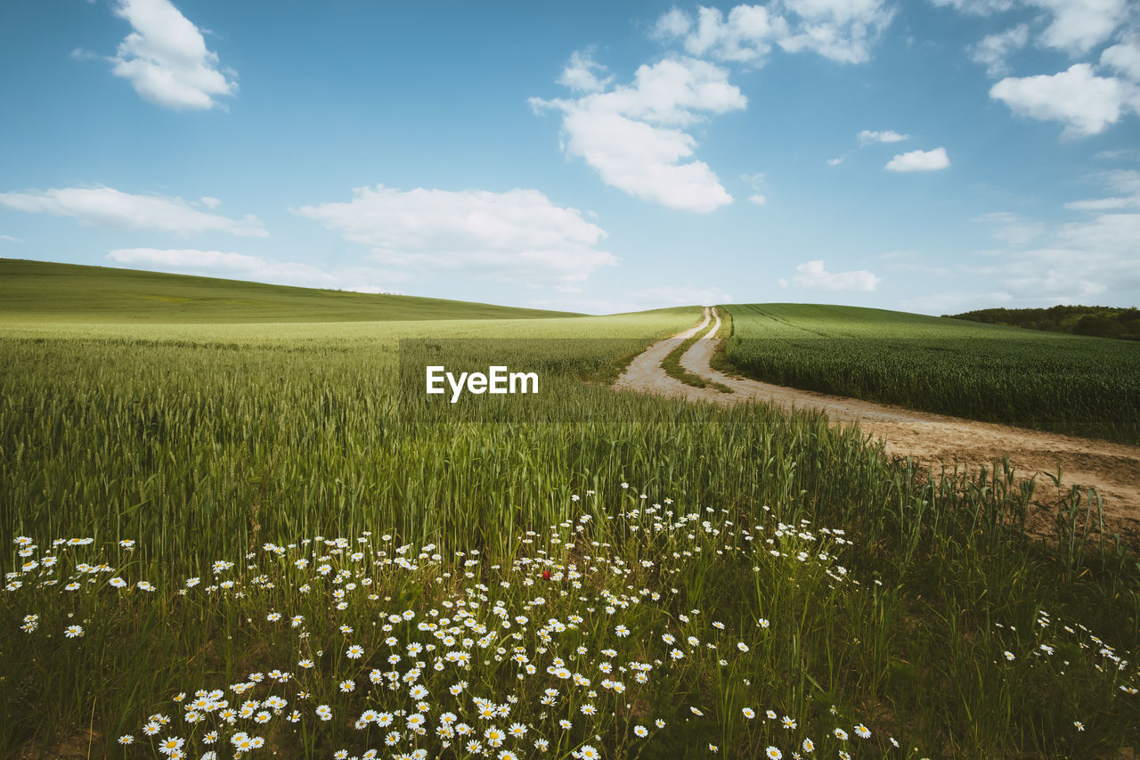 Scenic view of field against sky