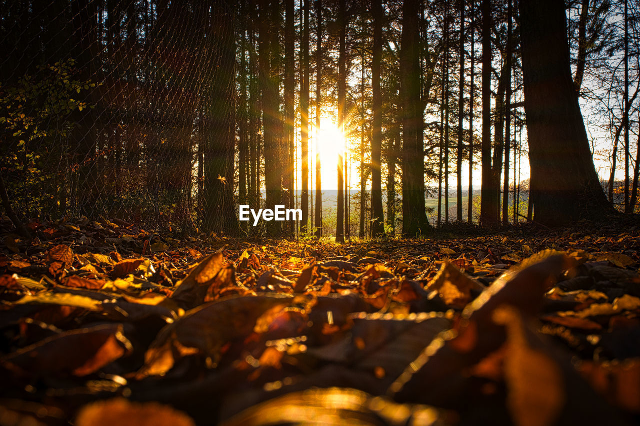 SUN STREAMING THROUGH TREES IN FOREST
