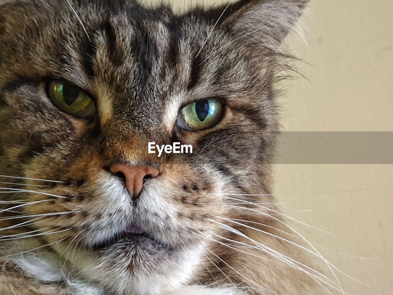 Close-up portrait of tabby cat