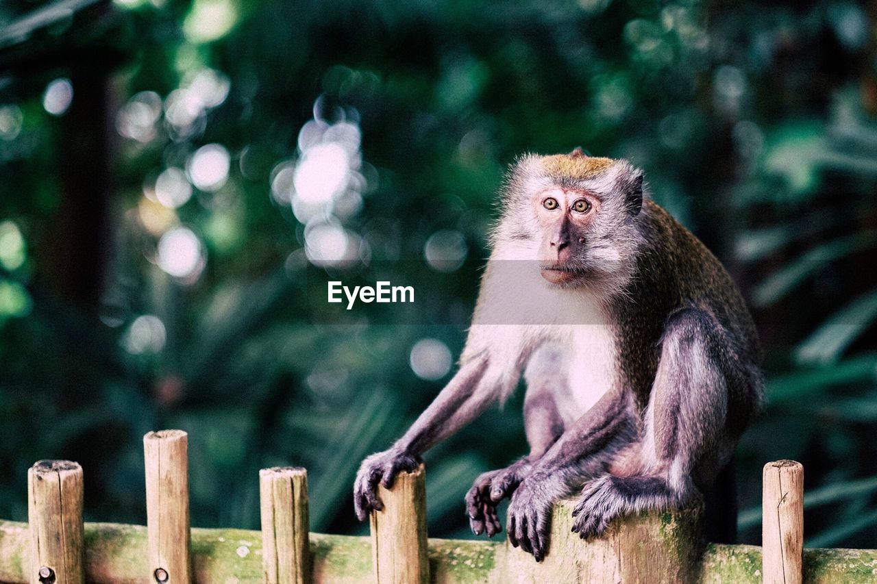 Alert monkey looking away on wooden fence