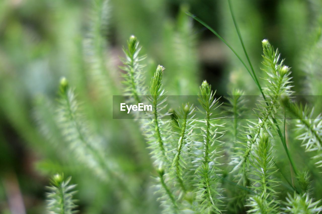 Close-up of fresh green leaves