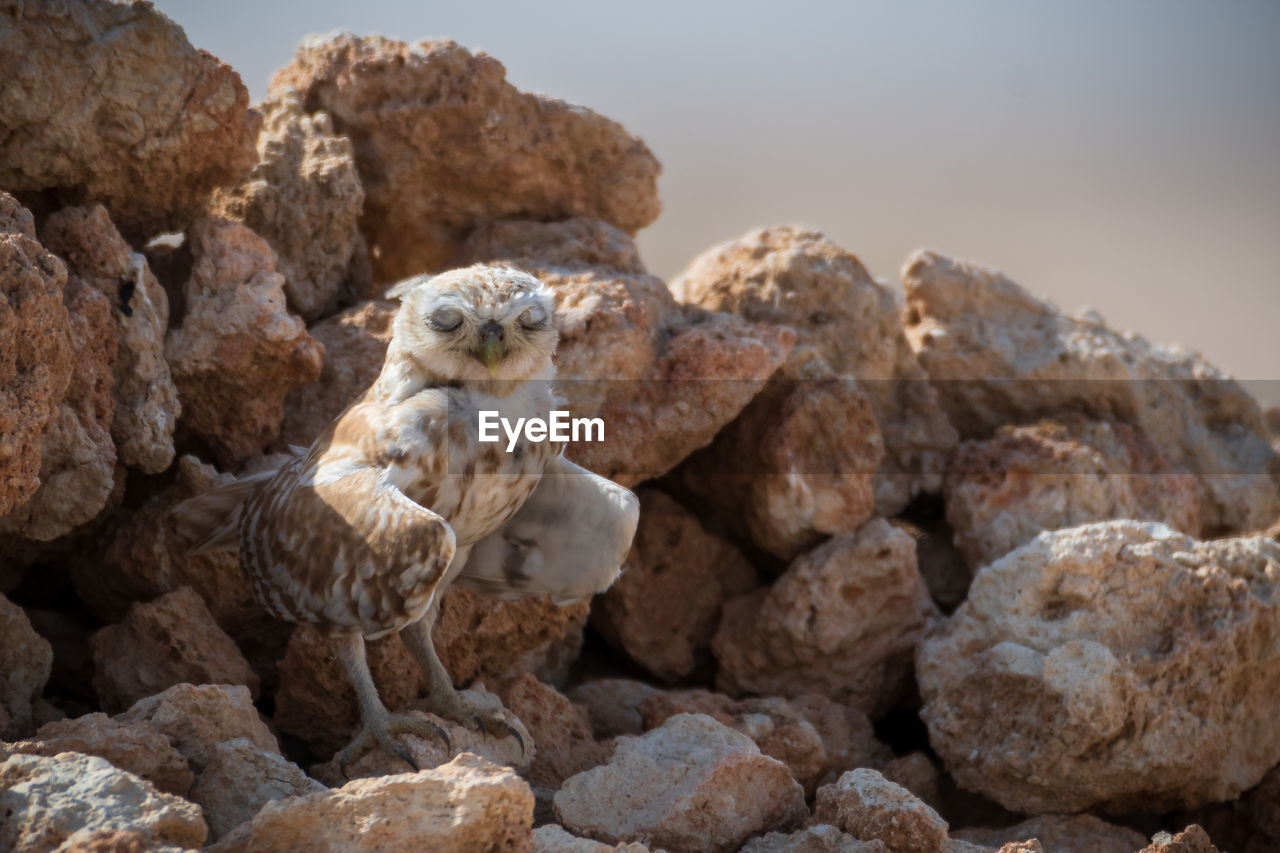 VIEW OF AN ANIMAL