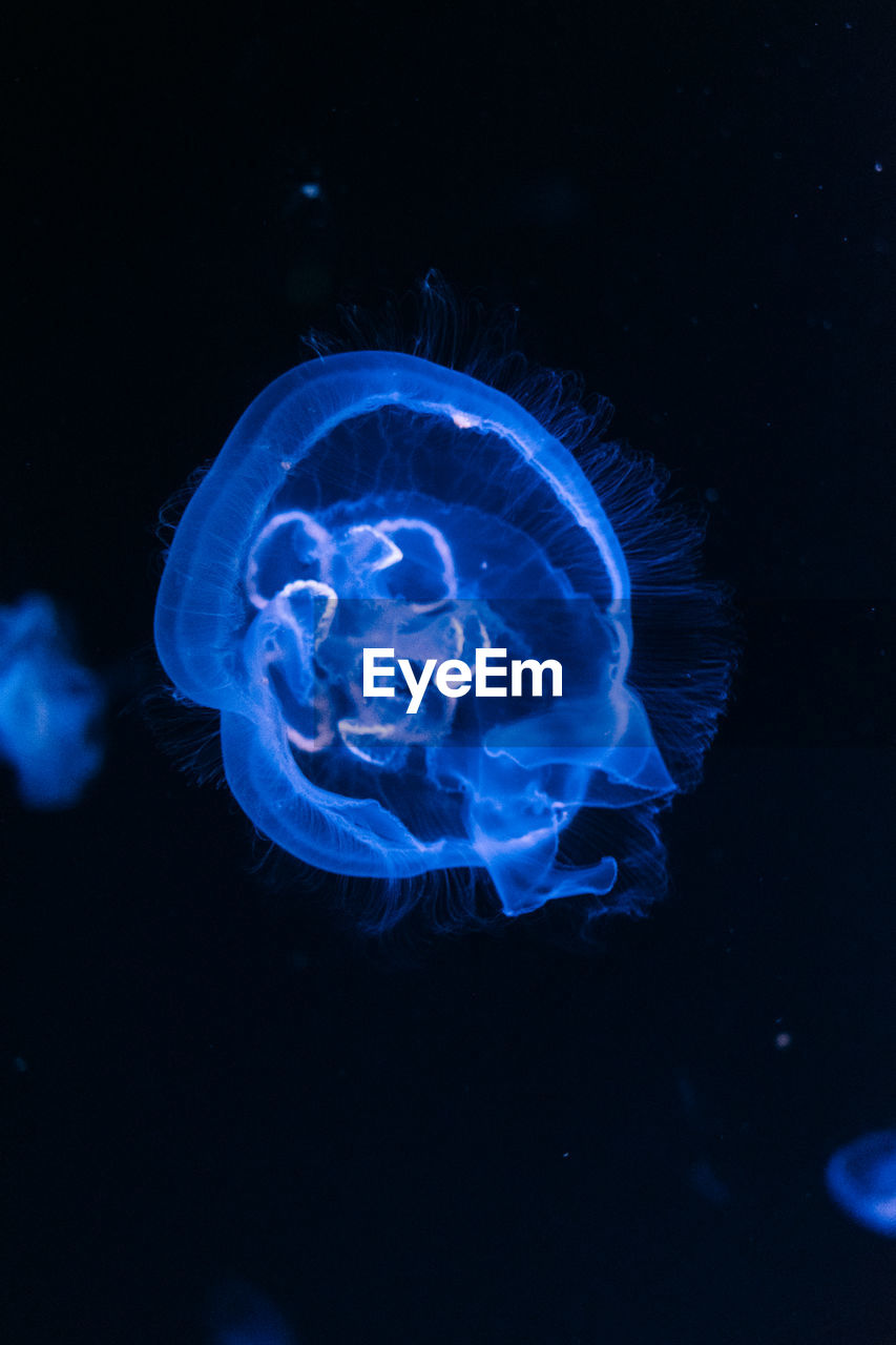 CLOSE-UP OF JELLYFISH SWIMMING UNDERWATER