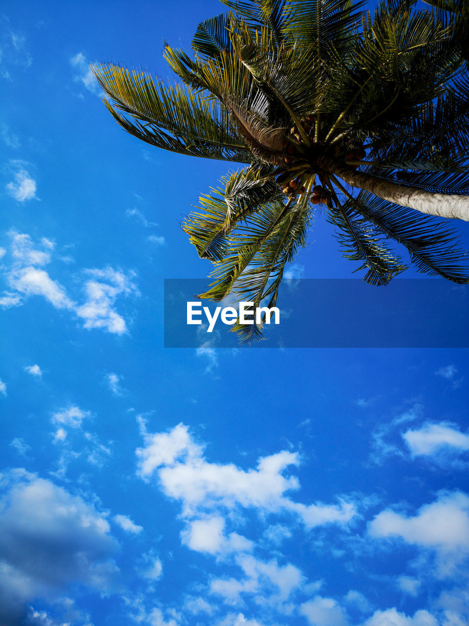 LOW ANGLE VIEW OF PALM TREE AGAINST SKY