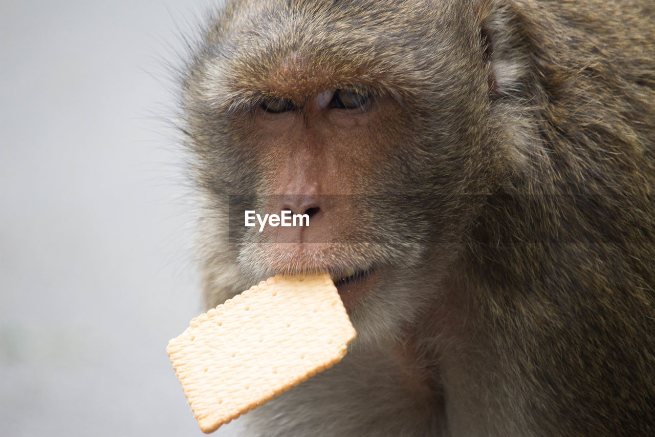 Close-up portrait of monkey eating biscuit