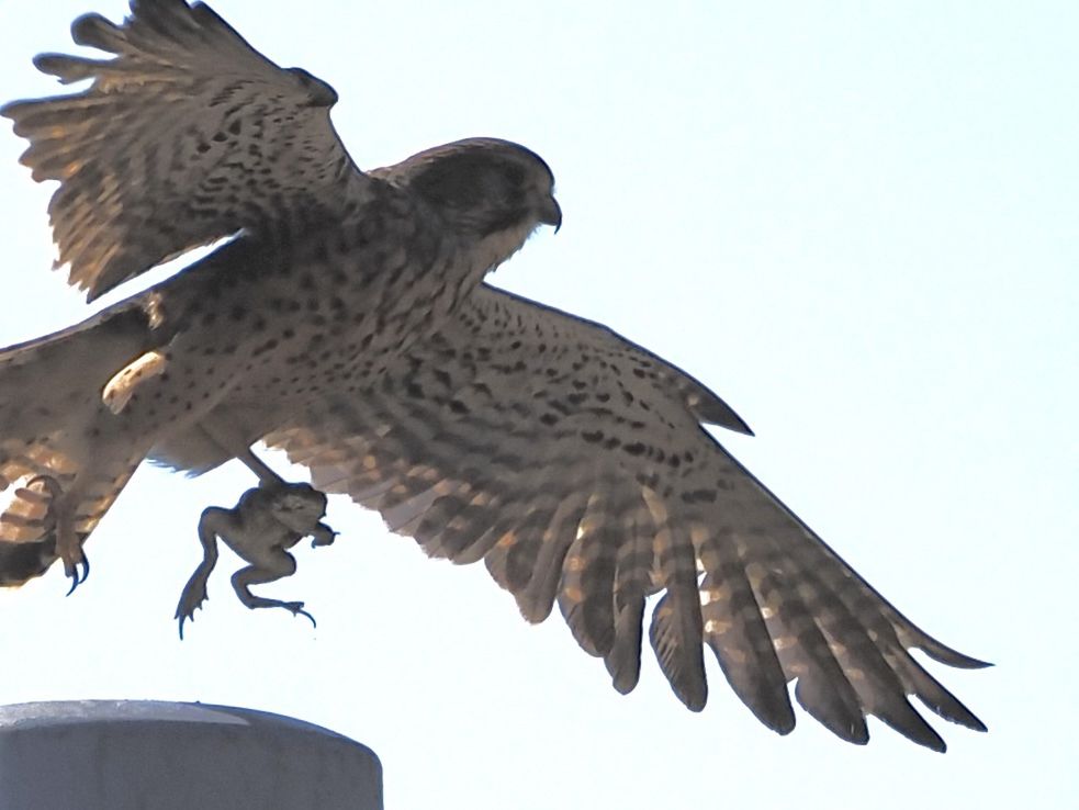 bird, animal, animal themes, flying, animal wildlife, wildlife, bird of prey, spread wings, falcon, eagle, nature, animal body part, sky, one animal, animal wing, hawk, wing, no people, beak, clear sky, mid-air, low angle view, day, outdoors, buzzard