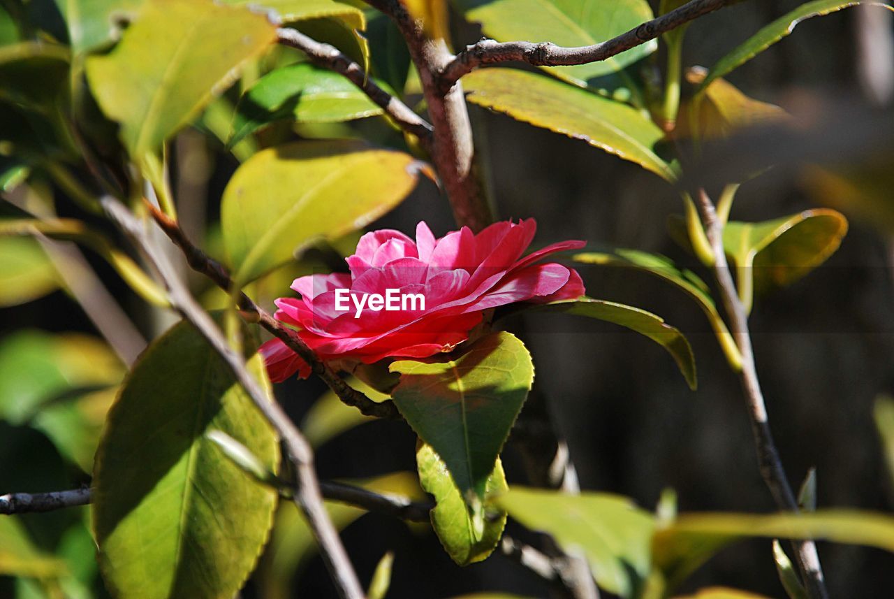 Close-up of pink flowering plant