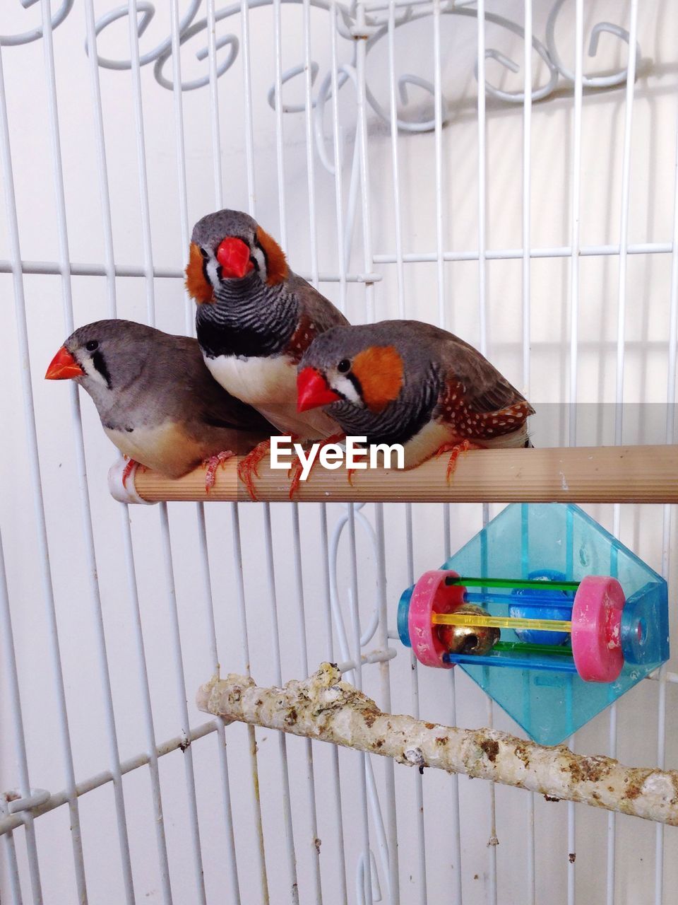 HIGH ANGLE VIEW OF PARROT IN CAGE