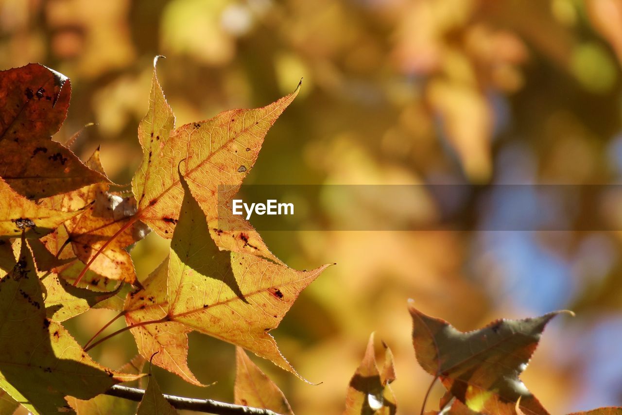leaf, plant part, autumn, tree, nature, branch, plant, beauty in nature, sunlight, maple leaf, no people, outdoors, focus on foreground, close-up, macro photography, yellow, dry, maple, day, flower, maple tree, orange color, land, autumn collection, environment