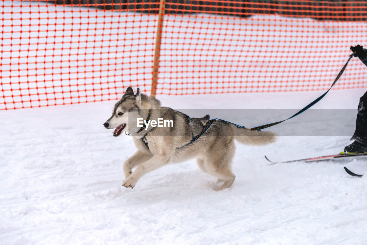 VIEW OF DOG RUNNING ON SNOW