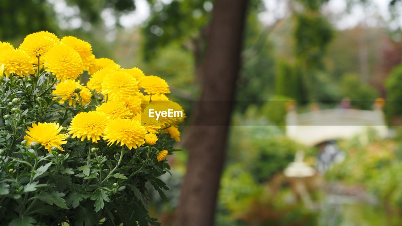 plant, yellow, flower, flowering plant, beauty in nature, freshness, nature, growth, flower head, focus on foreground, fragility, close-up, inflorescence, day, springtime, outdoors, no people, meadow, tree, blossom, summer, petal, landscape, green, selective focus, land