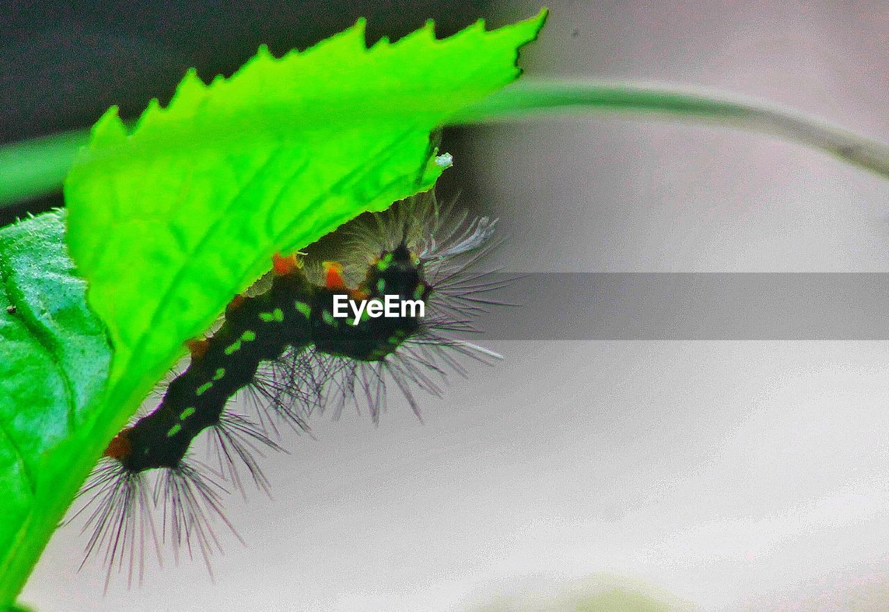 CLOSE-UP OF GREEN INSECT ON LEAF