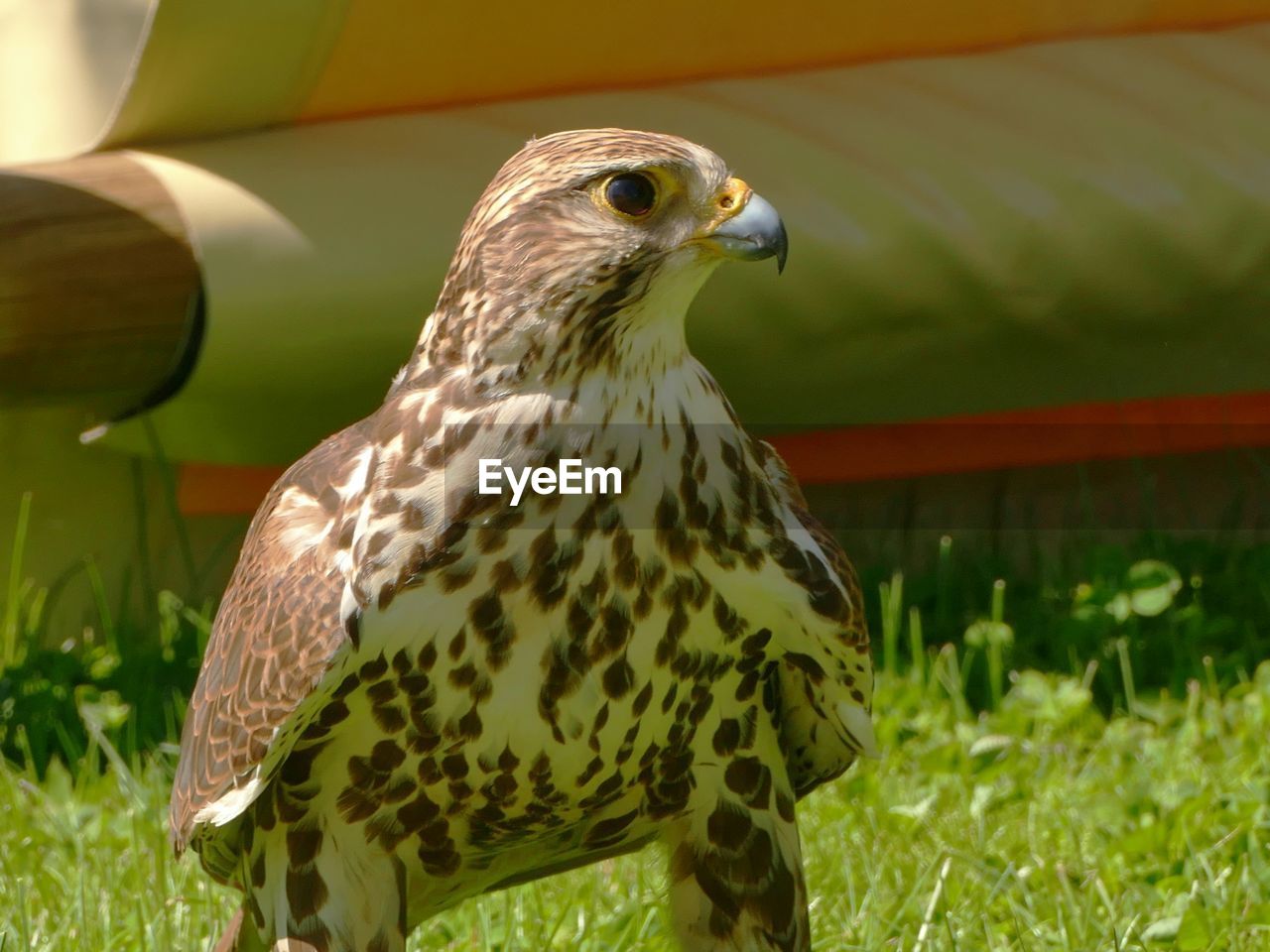 CLOSE-UP OF EAGLE