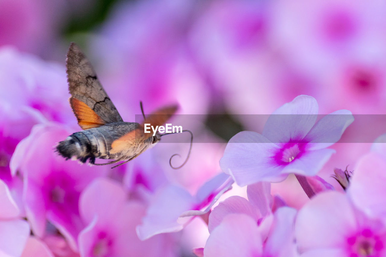 Close-up of butterfly pollinating on pink flower