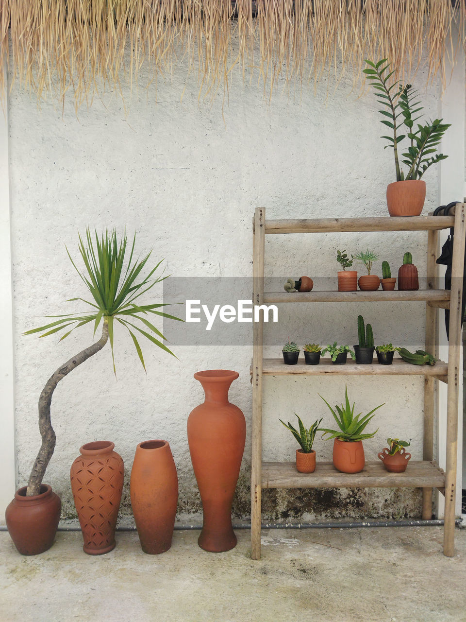 plant, potted plant, flowerpot, nature, wall, no people, houseplant, growth, wood, furniture, art, wall - building feature, vase, arrangement, indoors, day, food and drink, pottery, container, decoration, variation, architecture, food, shelf, flower
