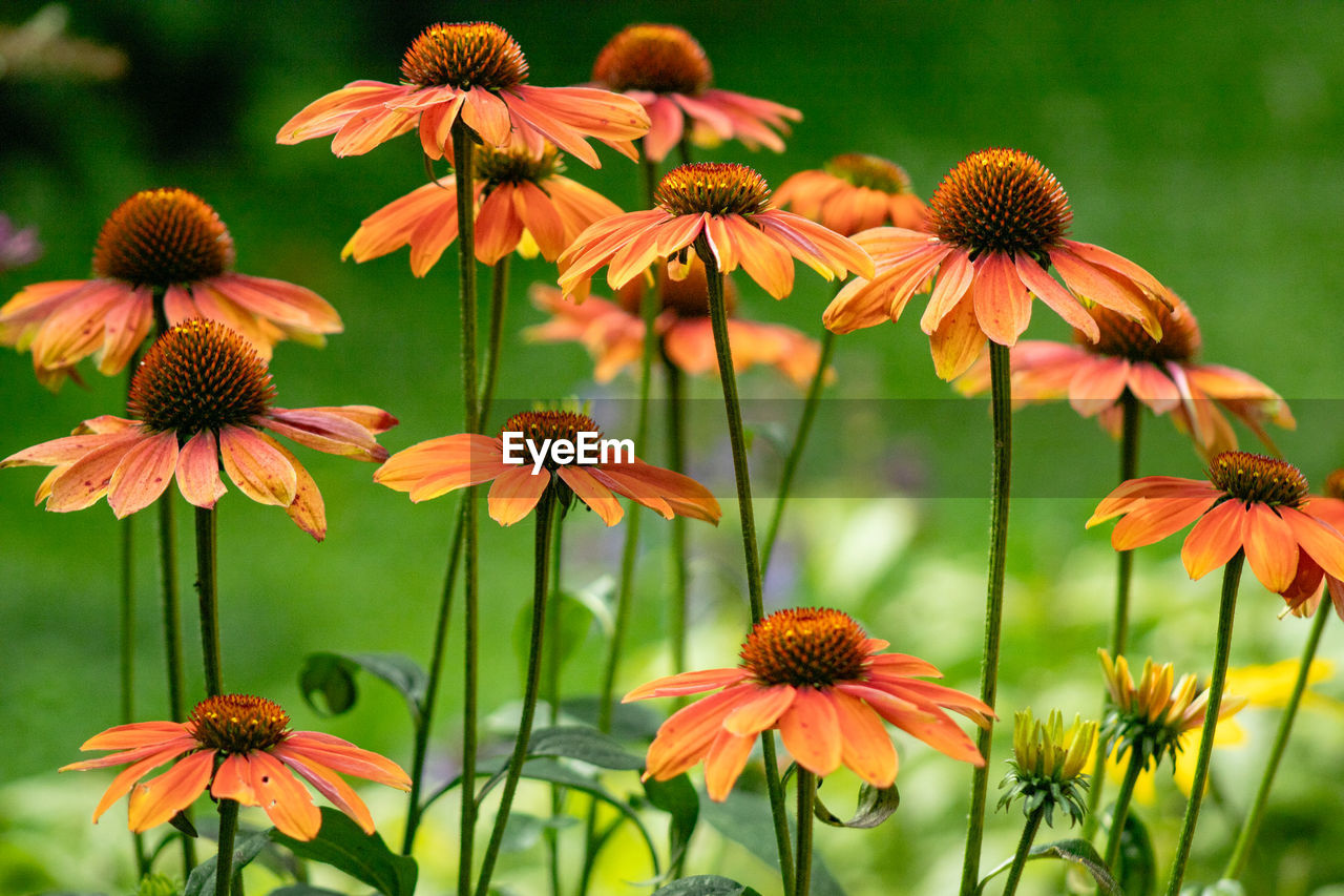 flower, flowering plant, plant, beauty in nature, freshness, fragility, growth, flower head, close-up, nature, prairie, black-eyed susan, petal, inflorescence, meadow, no people, focus on foreground, green, outdoors, botany, herb, day, wildflower, pollen, yellow