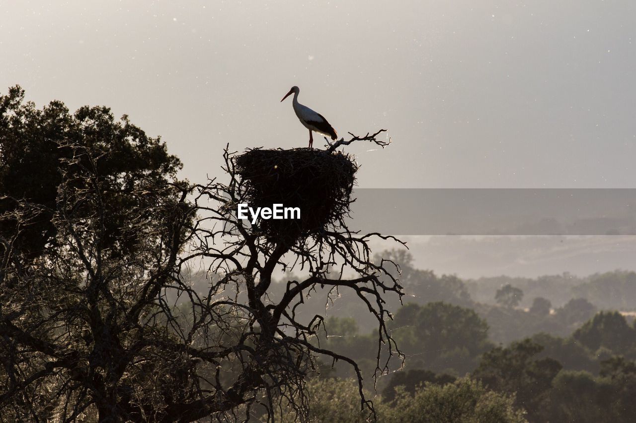 Low angle view of stork in nest on tree