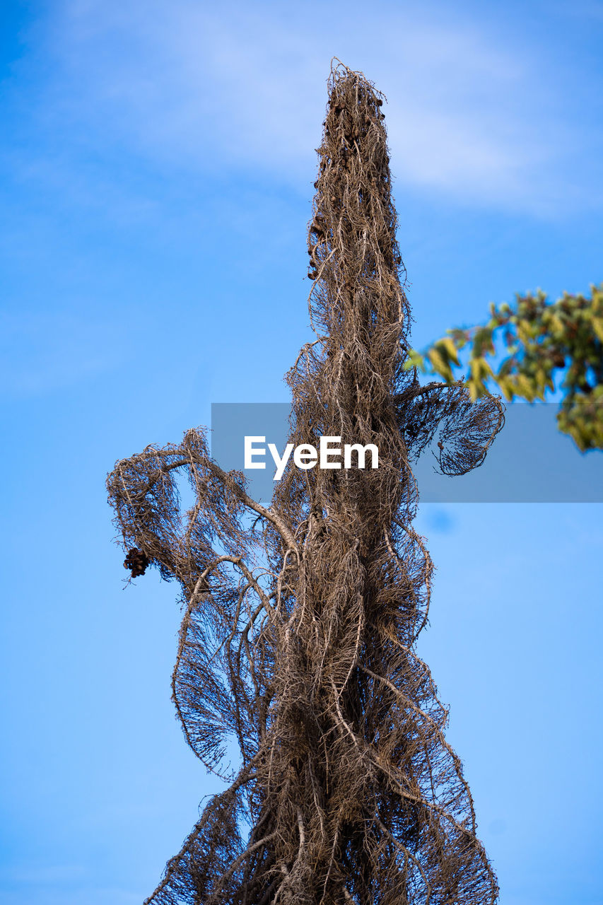 CLOSE-UP OF TREE AGAINST BLUE SKY