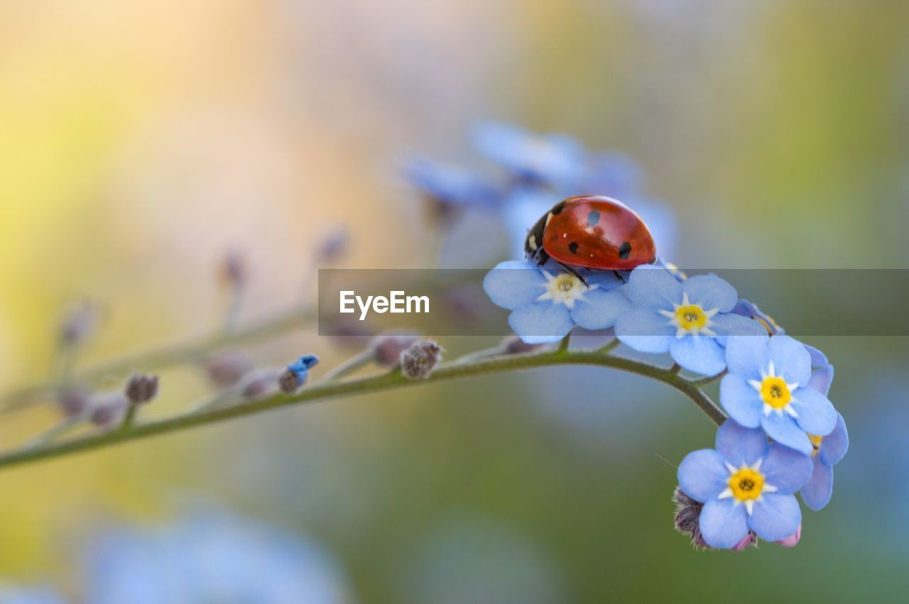 Close-up of ladybug on forget-me-not flowers