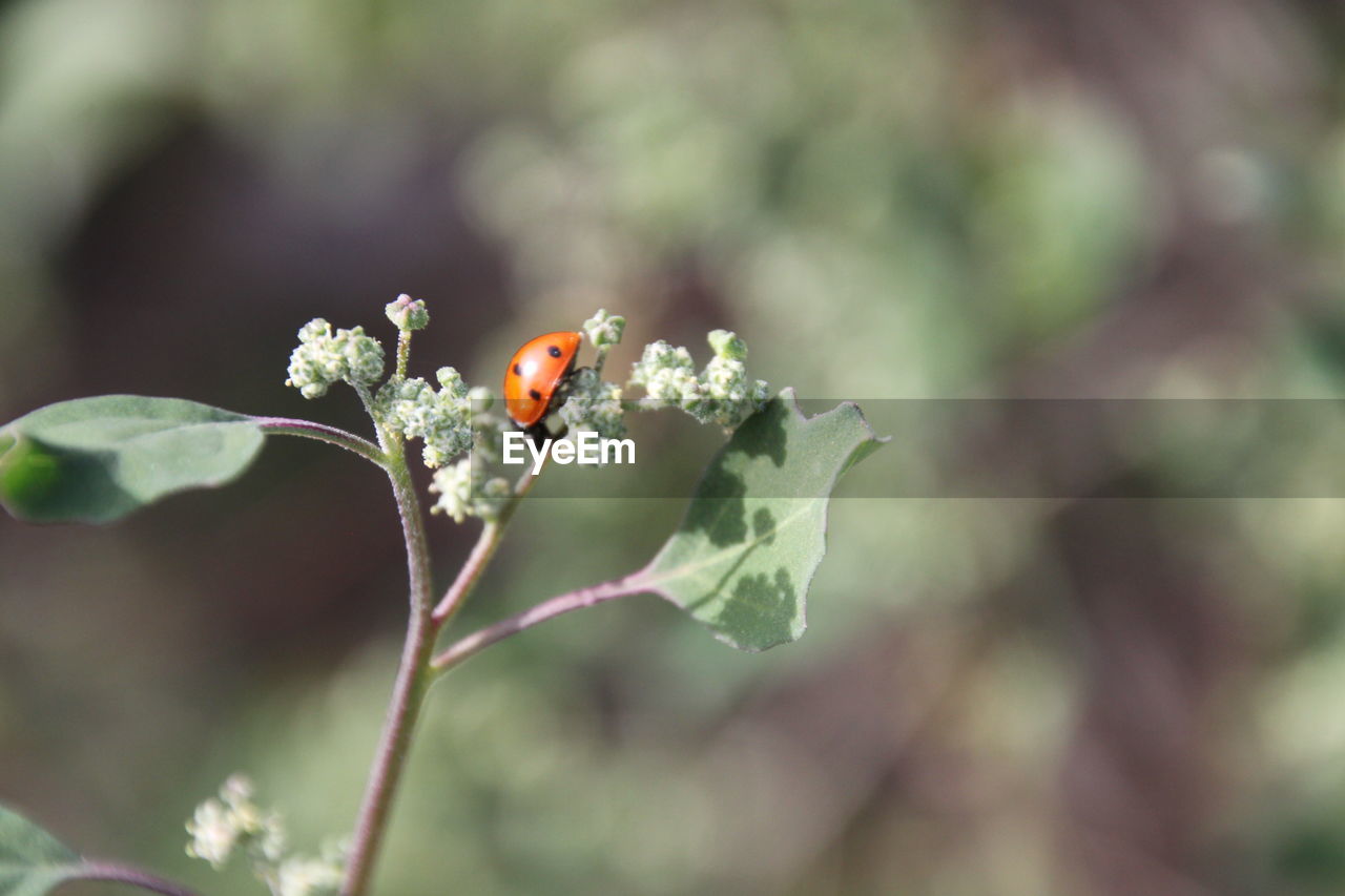 Close-up of insect on flower