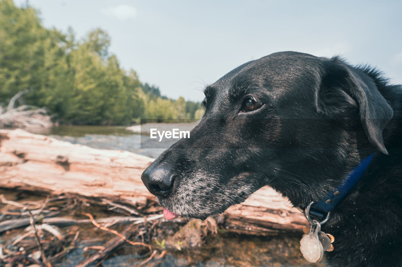 CLOSE-UP OF A DOG