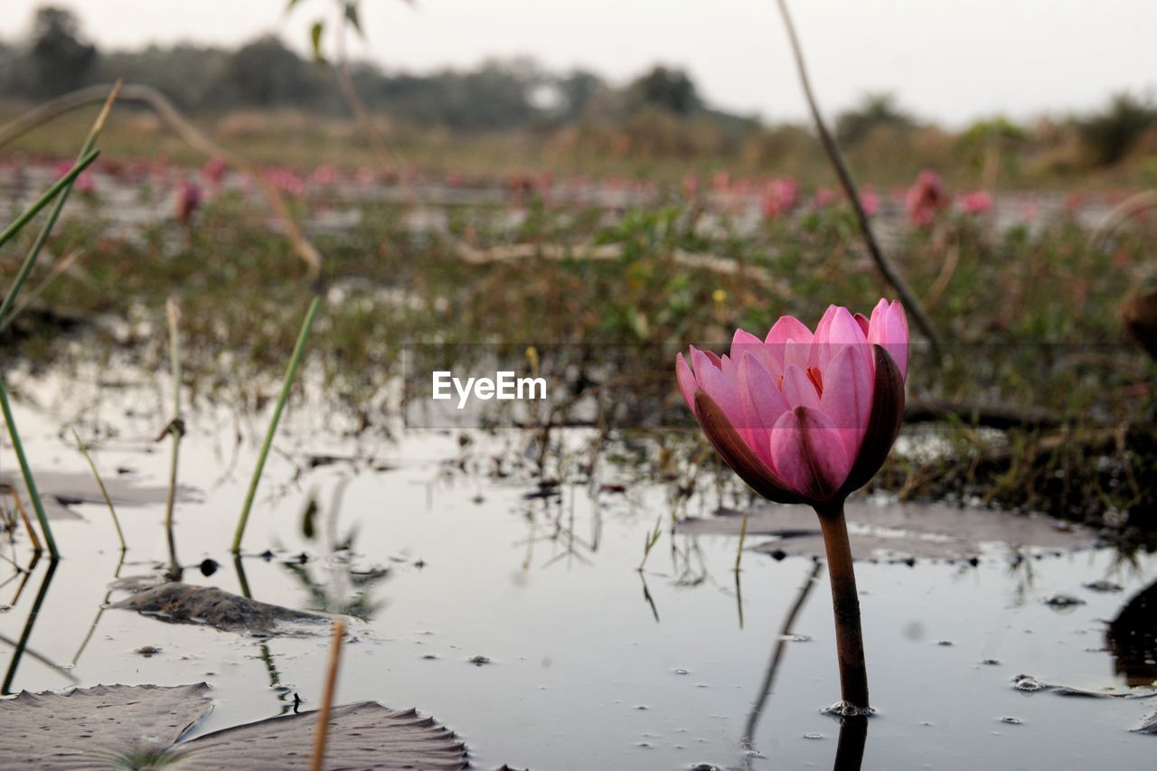flower, plant, flowering plant, pink, water, beauty in nature, nature, water lily, freshness, lake, reflection, no people, lotus water lily, focus on foreground, fragility, petal, lily, environment, close-up, outdoors, springtime, tranquility, wetland, leaf, blossom, inflorescence, day, sky, flower head, social issues, landscape
