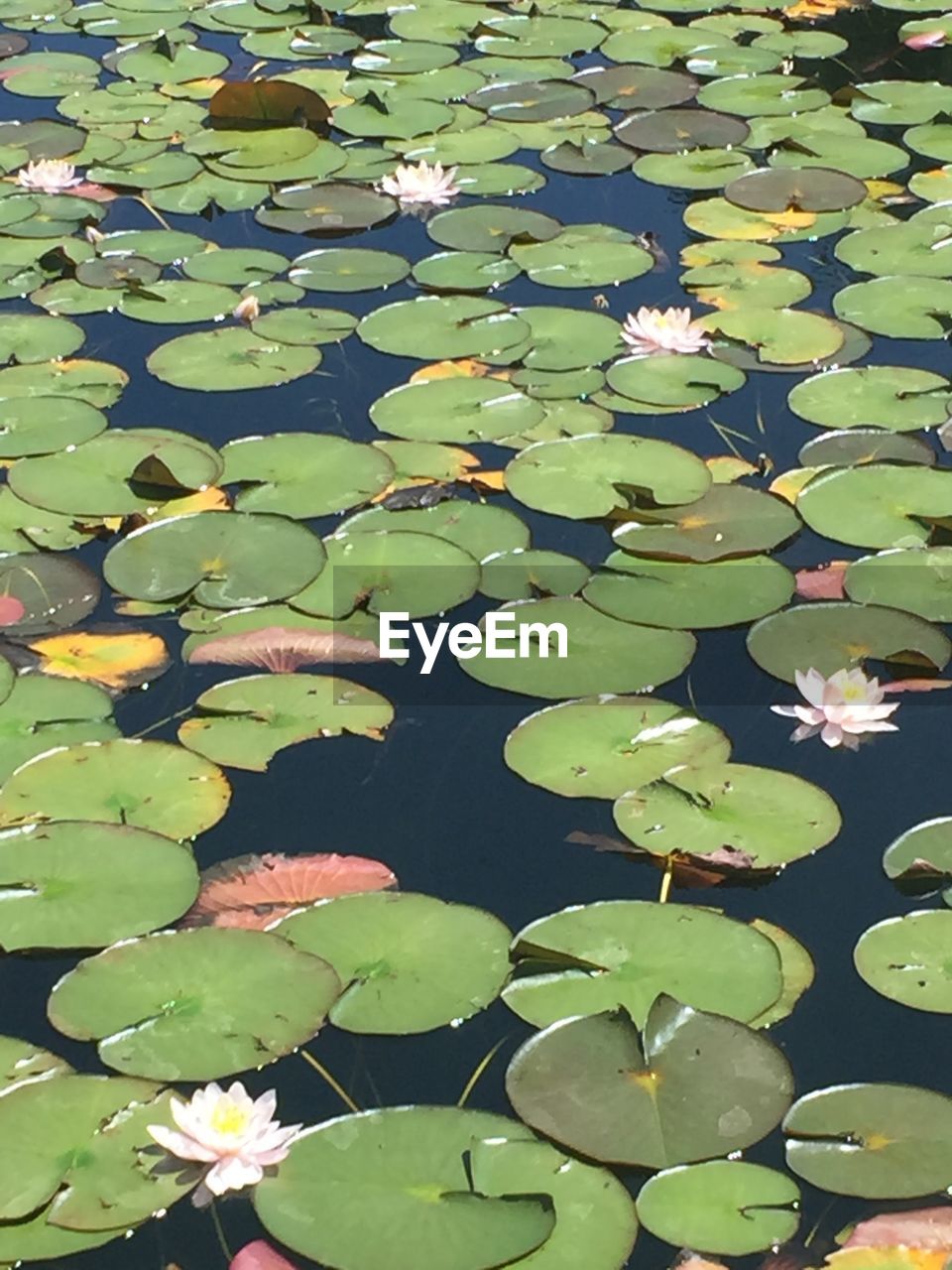 HIGH ANGLE VIEW OF WATER LILY LEAVES IN LAKE