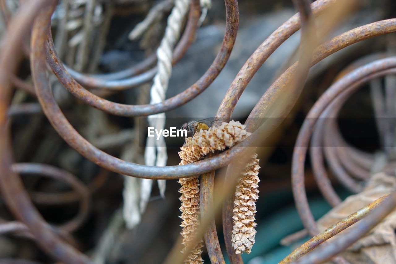 Housefly on dry floral garland amidst wrought iron