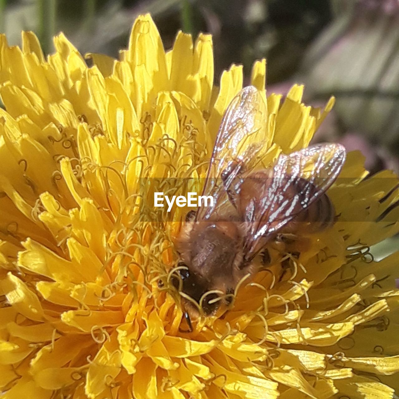 CLOSE-UP OF INSECT ON FLOWER