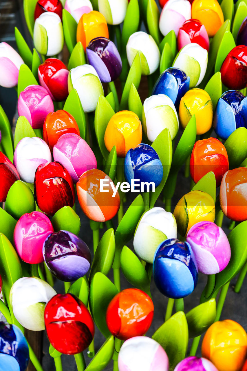 Close-up of multi colored tulips for sale