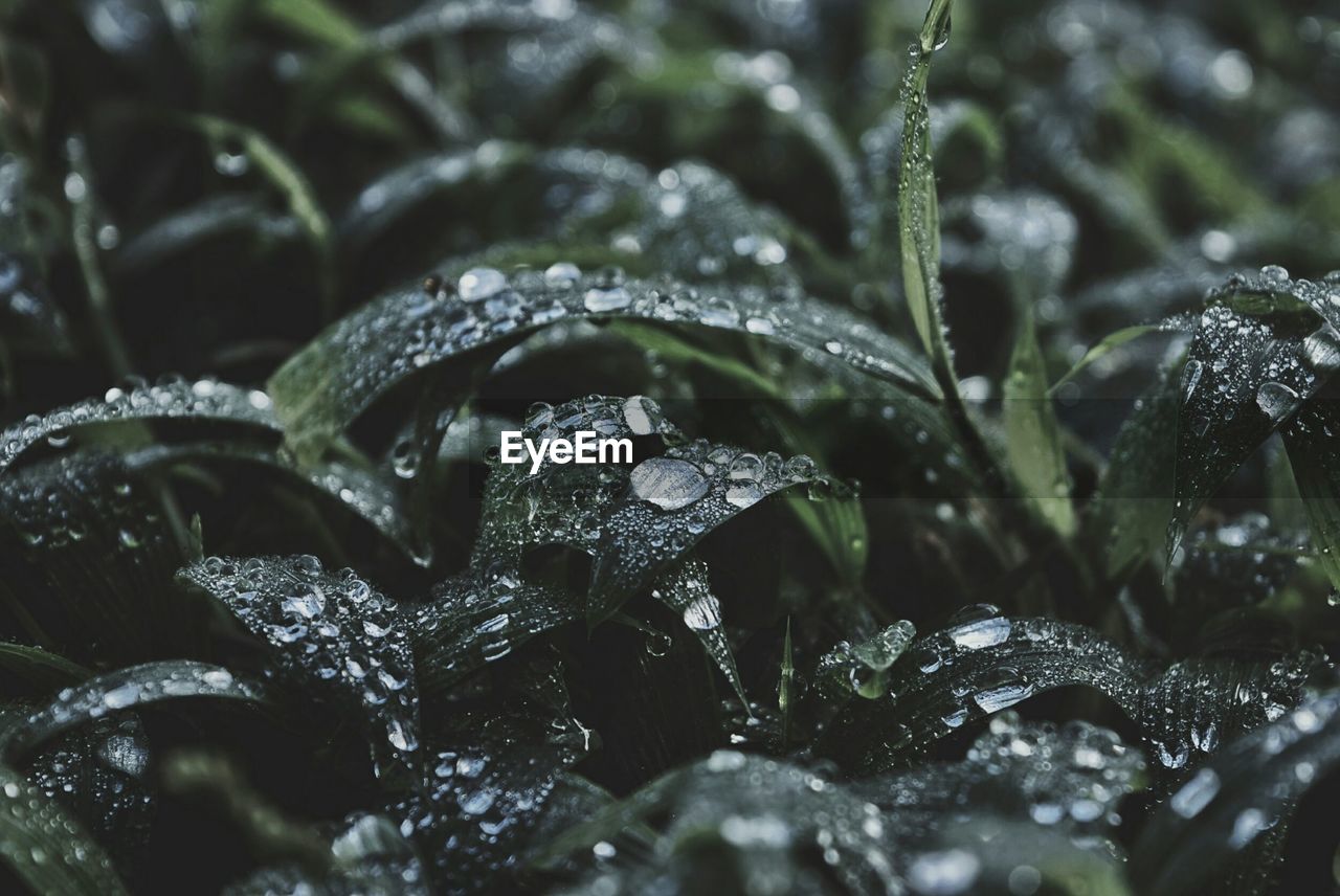 Close-up of wet plant during rainy season