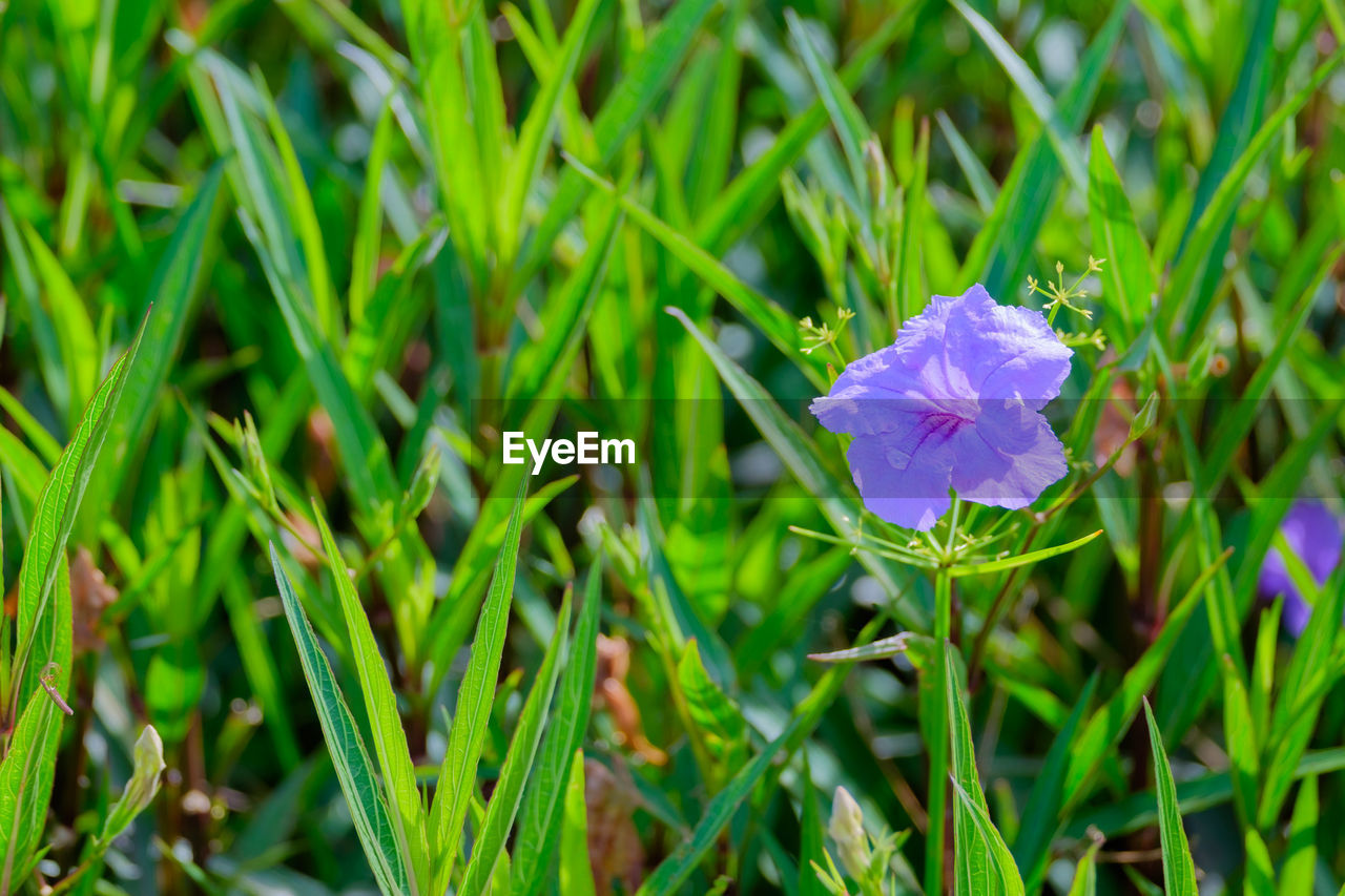 CLOSE-UP OF FLOWER BLOOMING IN GRASS