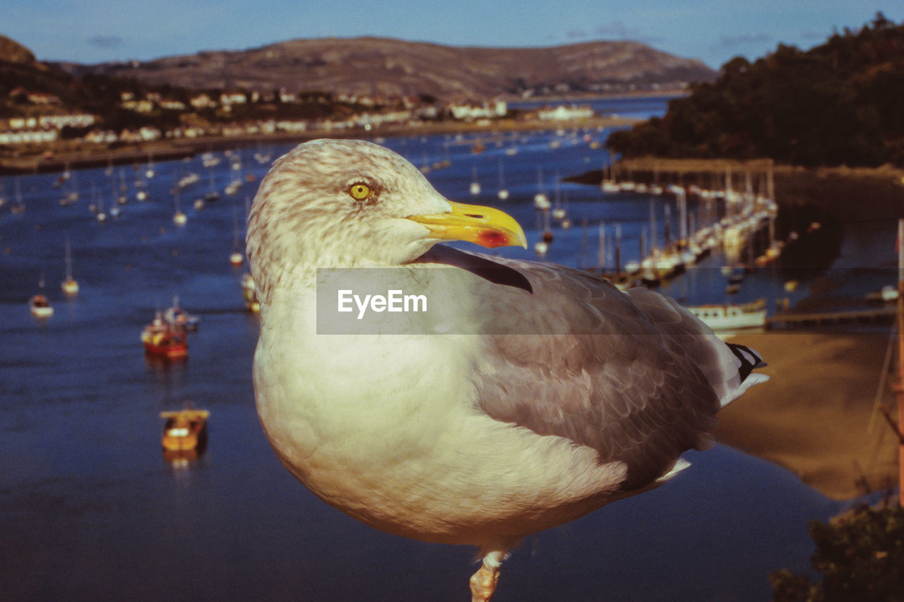 Detail of a great black-backed gull with sailboats in the background at the conway bay, in wales.