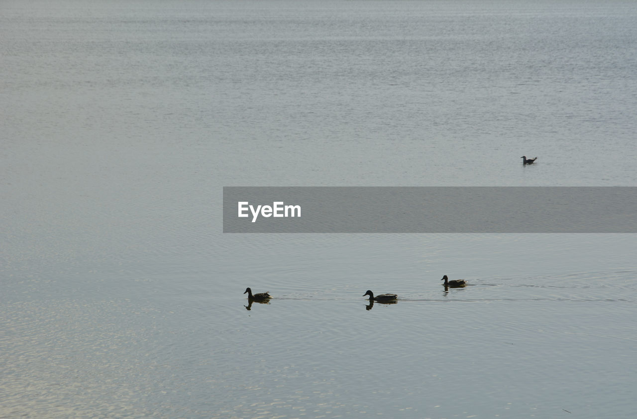 Family of ducks on the lake before sunset. colors of nature