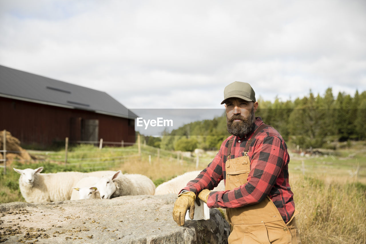 Male farmer with sheep in field