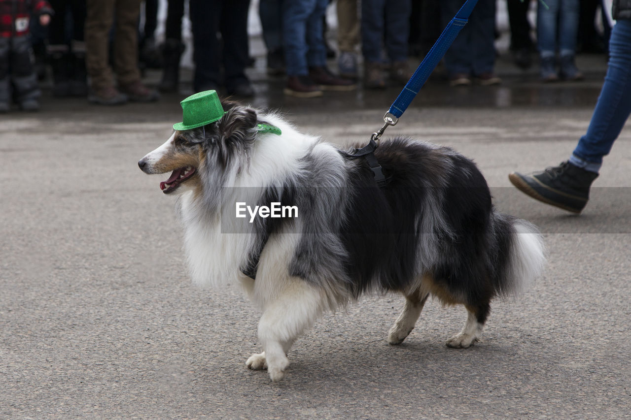 Cute tricolour shetland sheepdog with green hat participating in the st. patrick parade