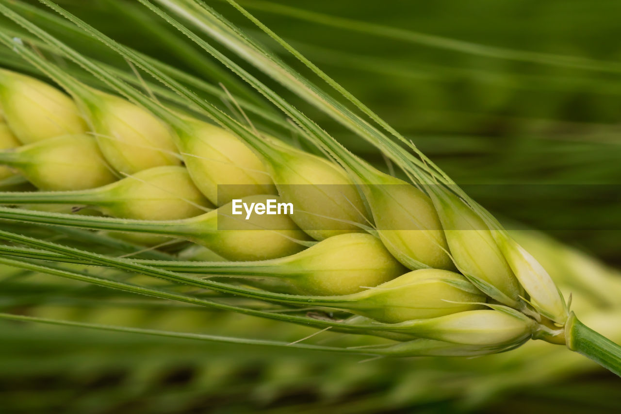 Close-up of wheat plant